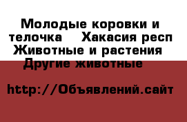 Молодые коровки и телочка  - Хакасия респ. Животные и растения » Другие животные   
